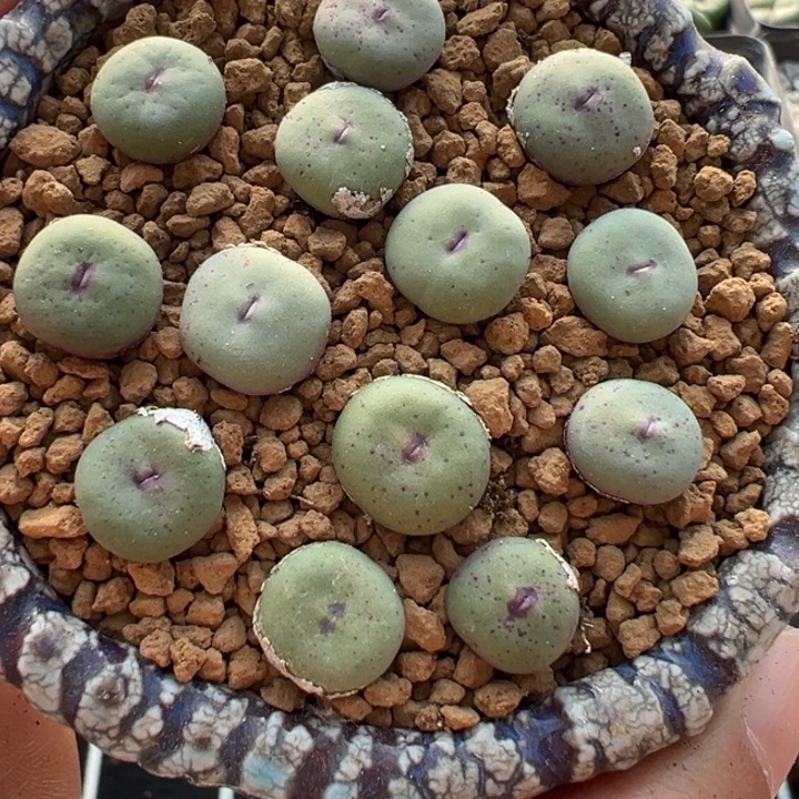 0.8到1厘米10颗一组价格