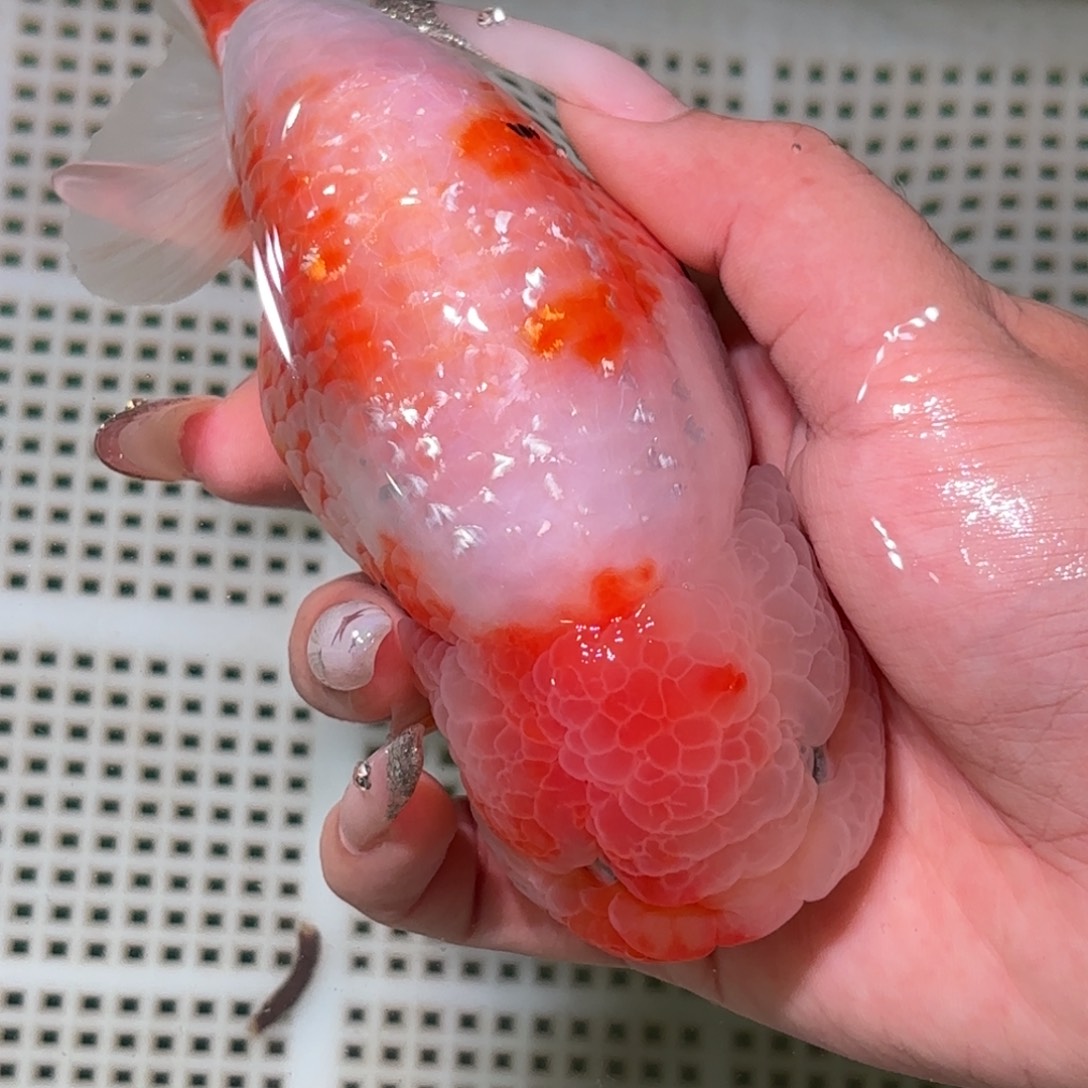 A***哥金鱼拍包装包邮，不拍包装运费到付