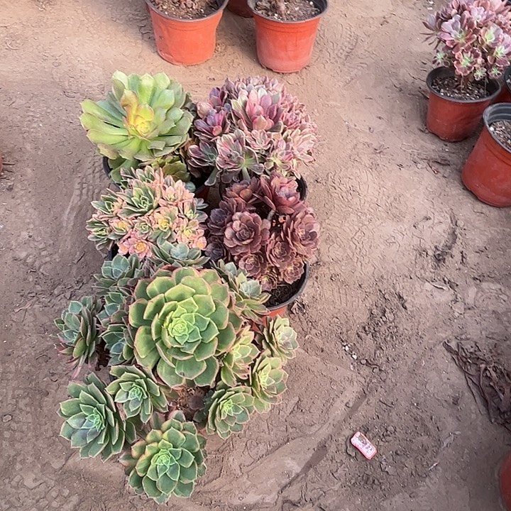 102多肉植物组合，