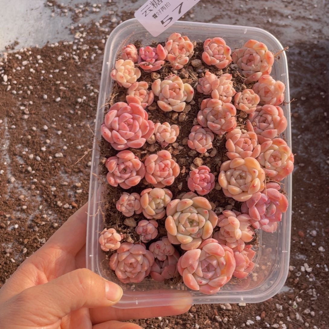 云糖心多肉植物571