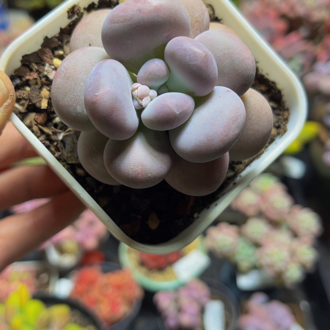 1393达摩奶6厘米多肉