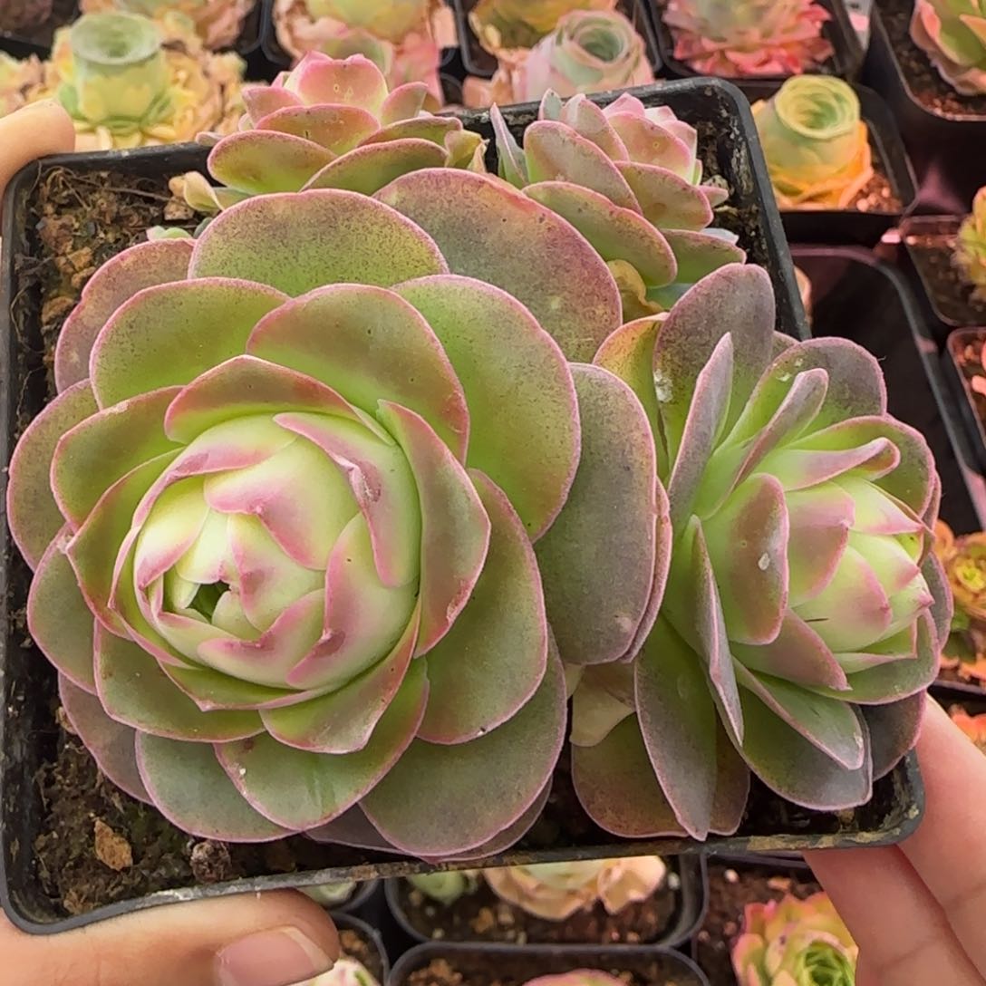 Y761半城玫瑰造型桩