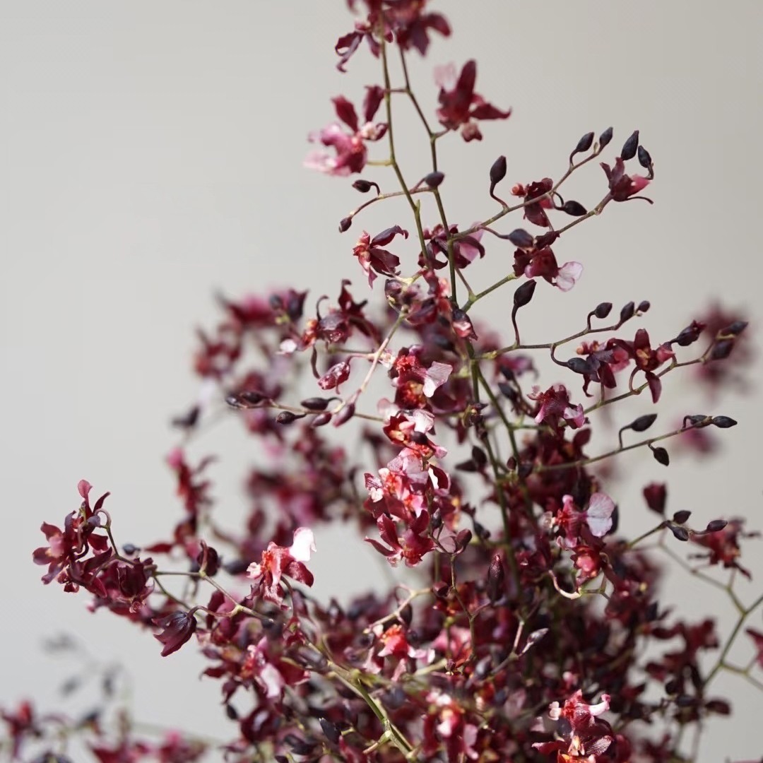 【香羿鲜花】梦香兰一扎/全场任意两单及以上包邮