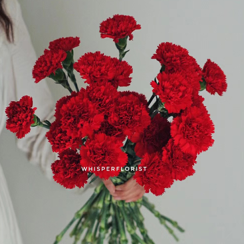 【康乃馨红色60只】 云南昆明基地直发 鲜切花室内观赏美观