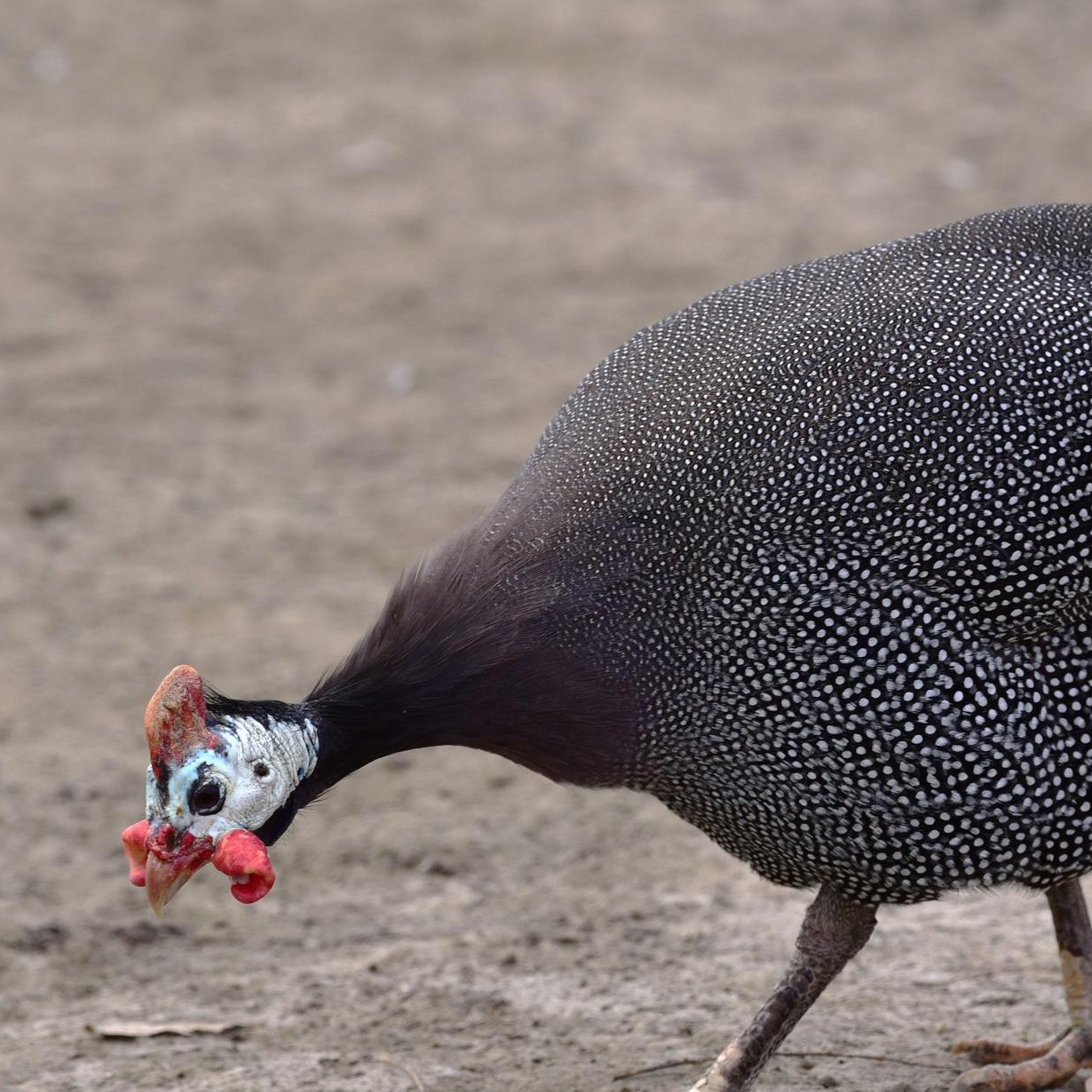 丛林散养一年以上的跑山鸡