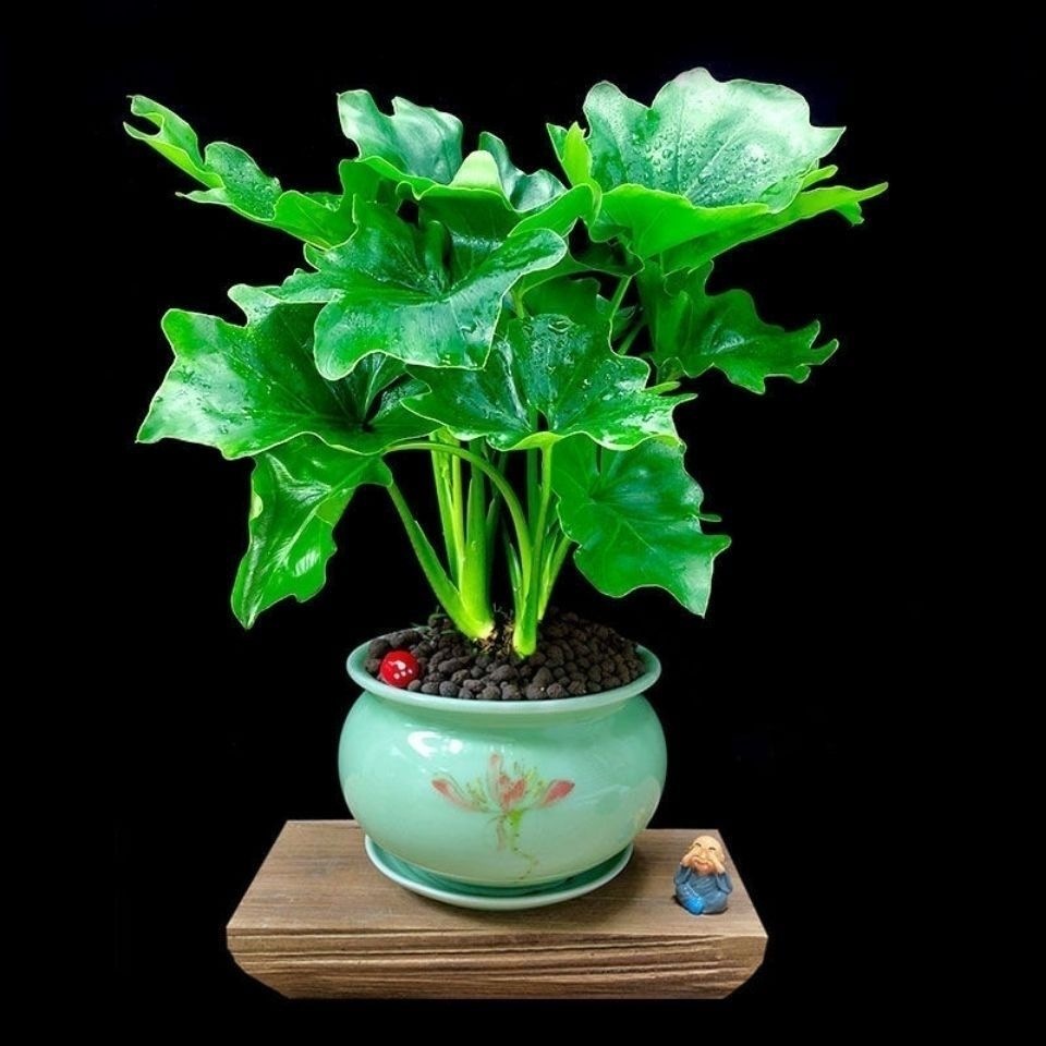 春羽植物盆栽室内四季常青好养活可净化空气的绿植