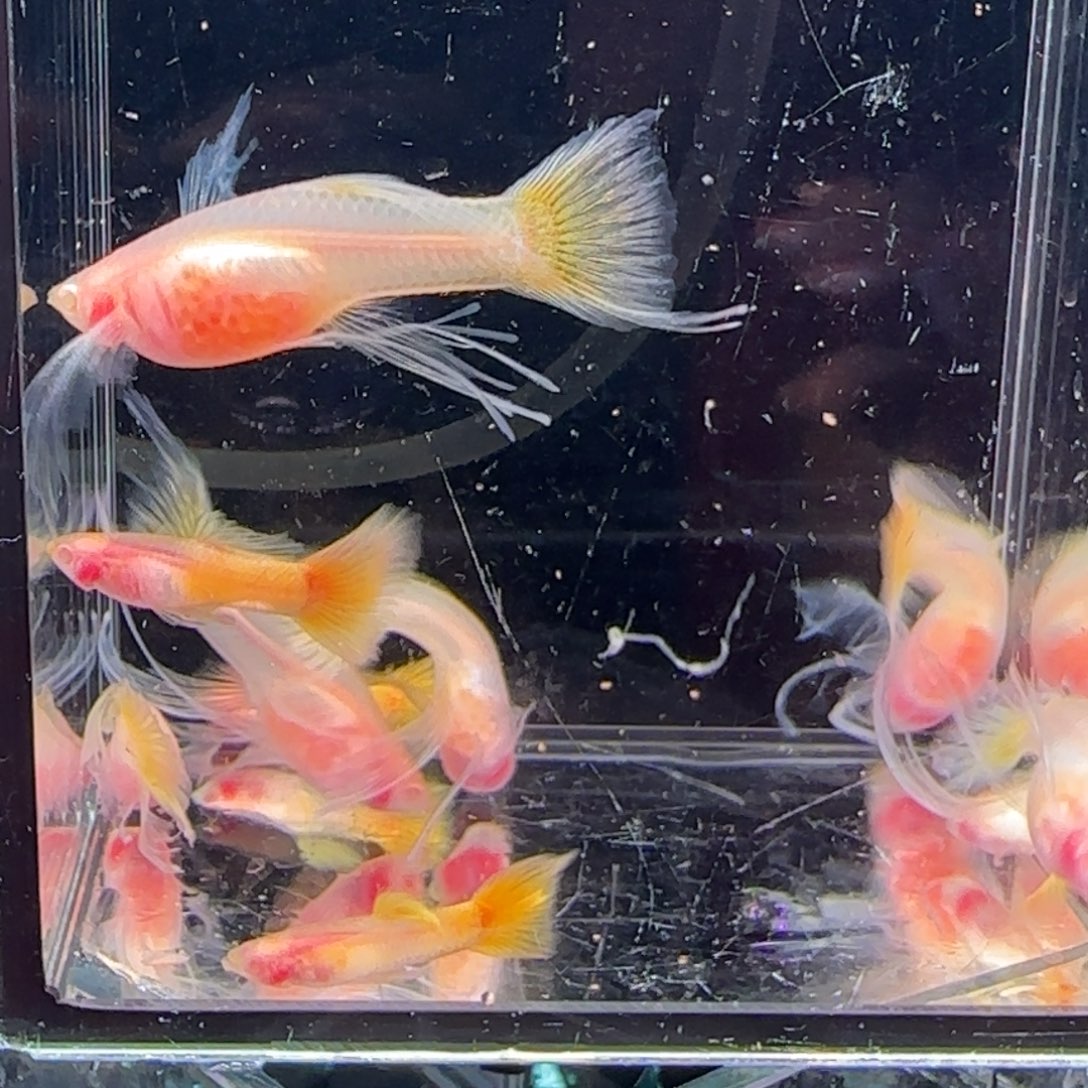 孔雀鱼黄金玻璃体大C