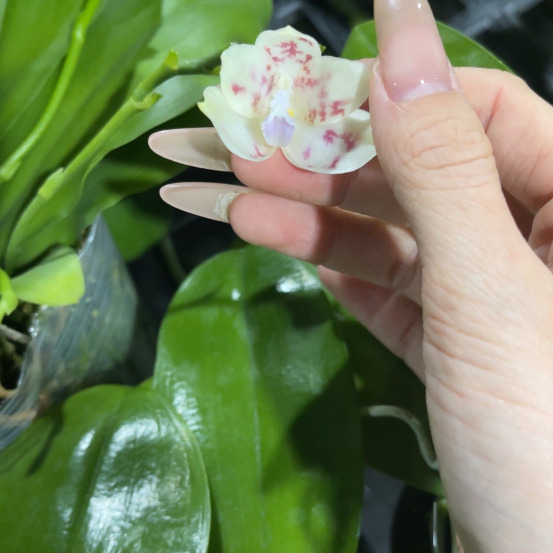 完全开放蘑菇盾蝴蝶兰