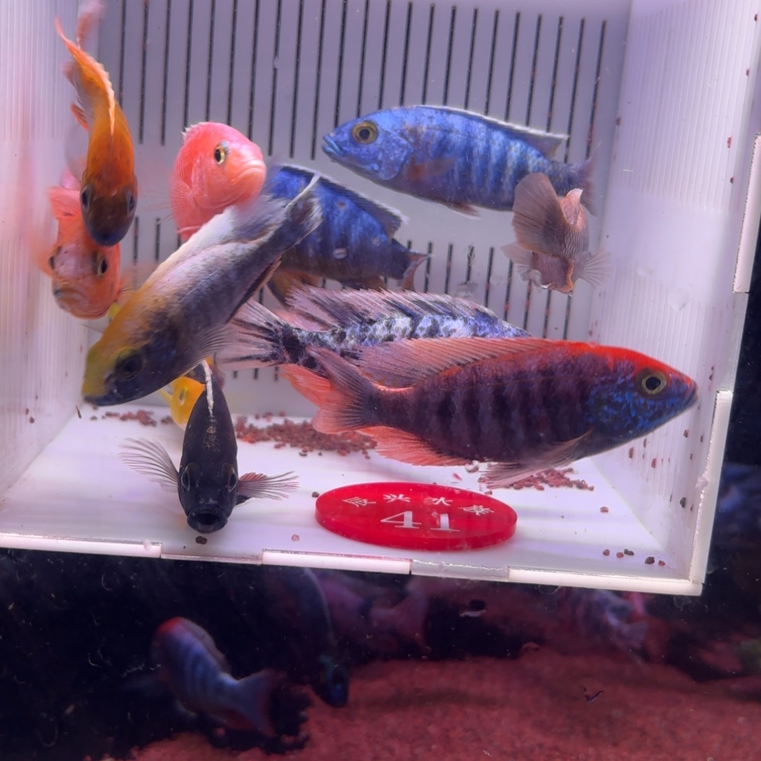 慈鲷鱼直播41 号12条其中备损2条