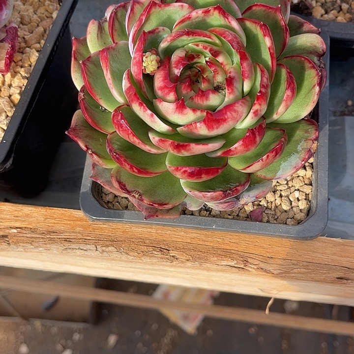 惊鸿仙子多肉植物2801