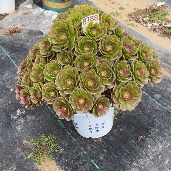 万圣节多肉植物法师