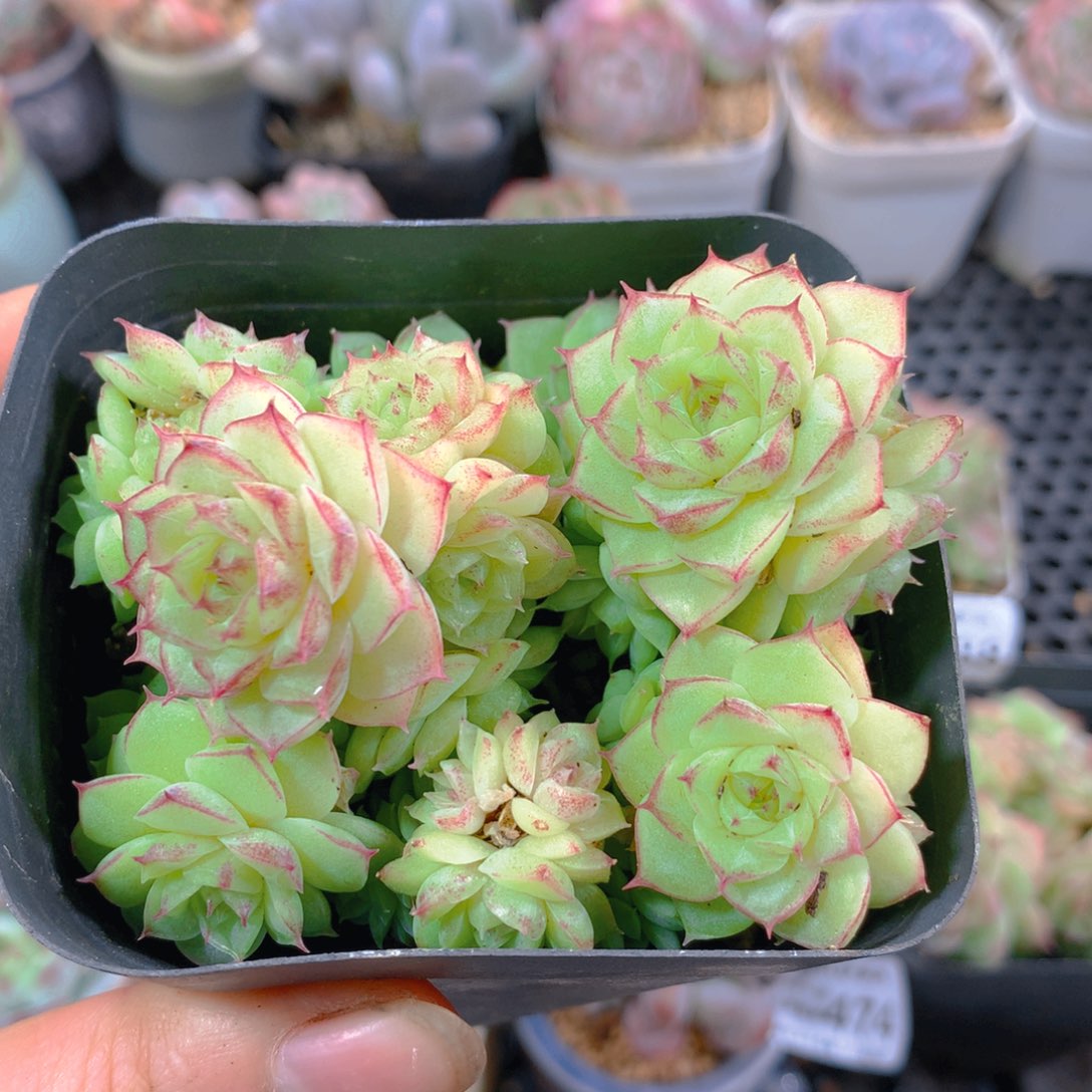 一物一拍  明叔精选  