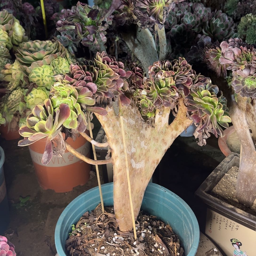 3欧嘉莉缀化法师多肉植物