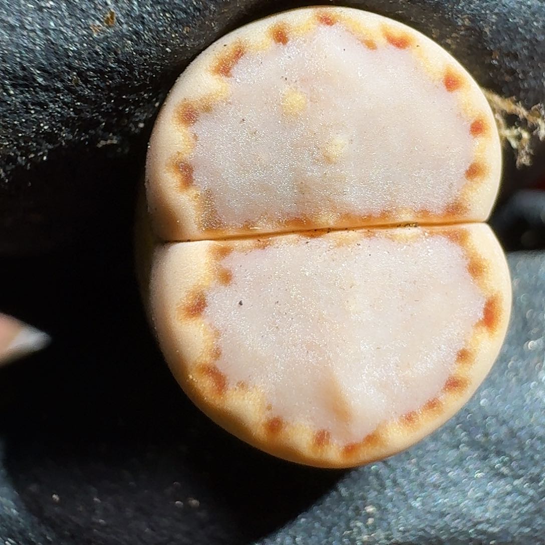 生石花33:：：：。  112