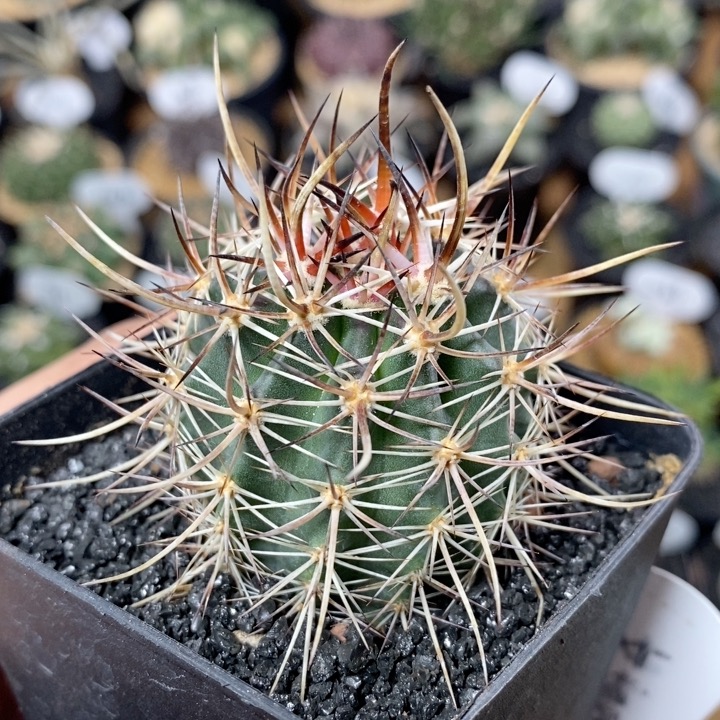550号实生林氏幻虾4.6cm