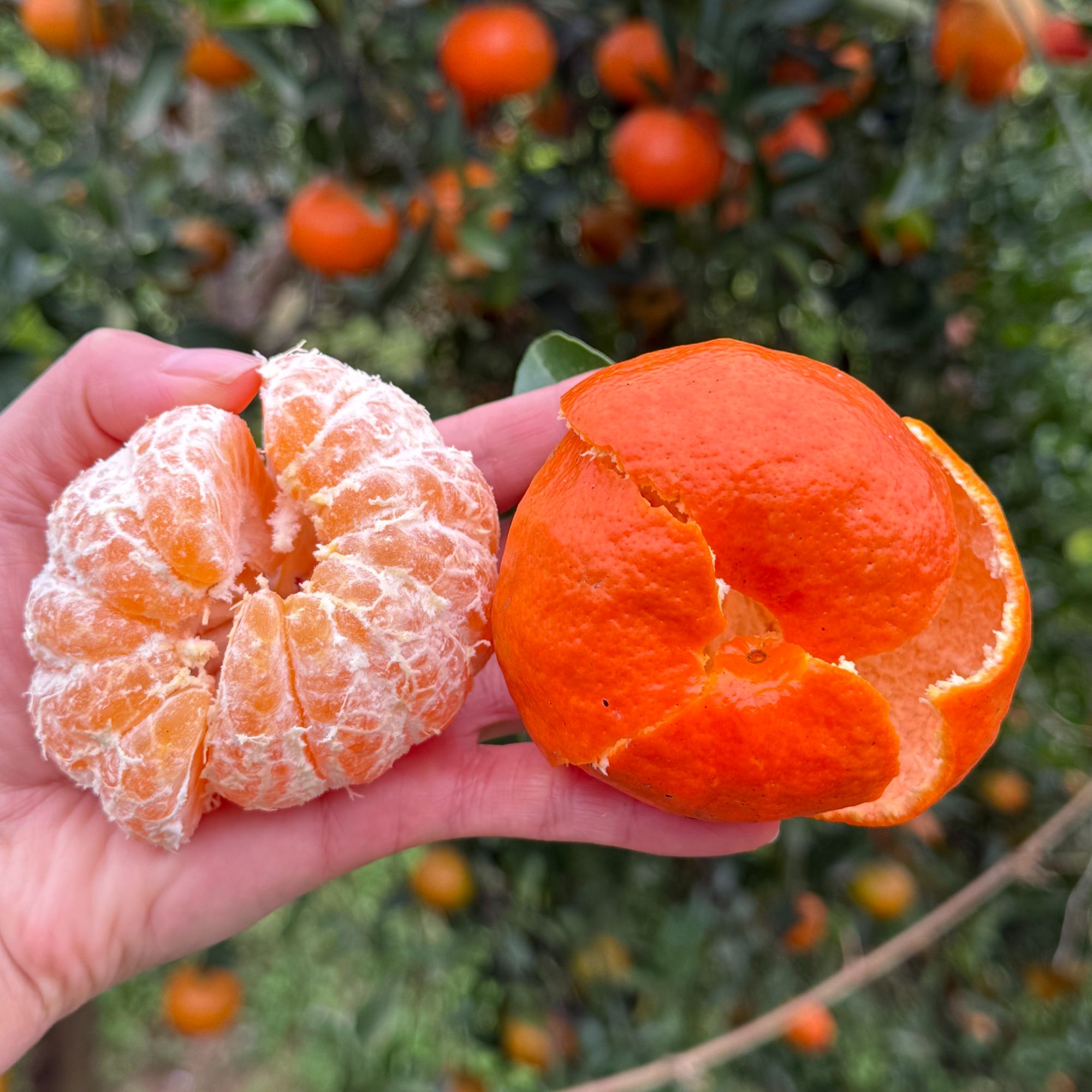 四川南充老树 薄皮柑  川红橘 正宗大红袍 古树红桔 川陈皮原料 