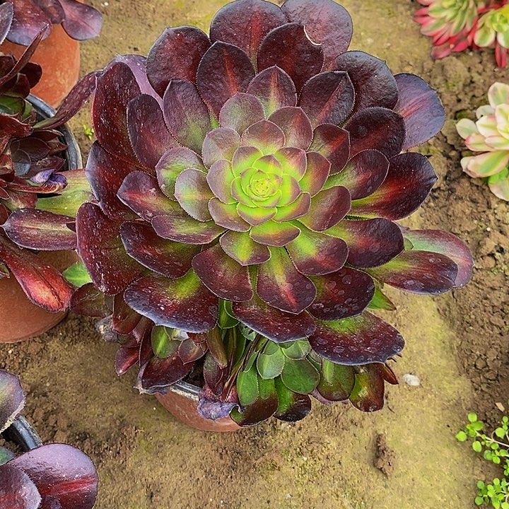 抹茶法师手捧花多肉