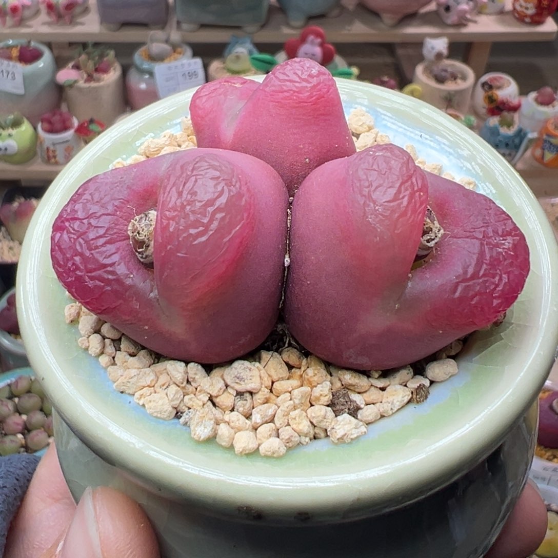 多肉植物297号三头大毛