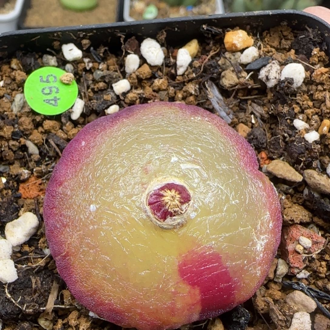 灯泡4cm多肉植物495