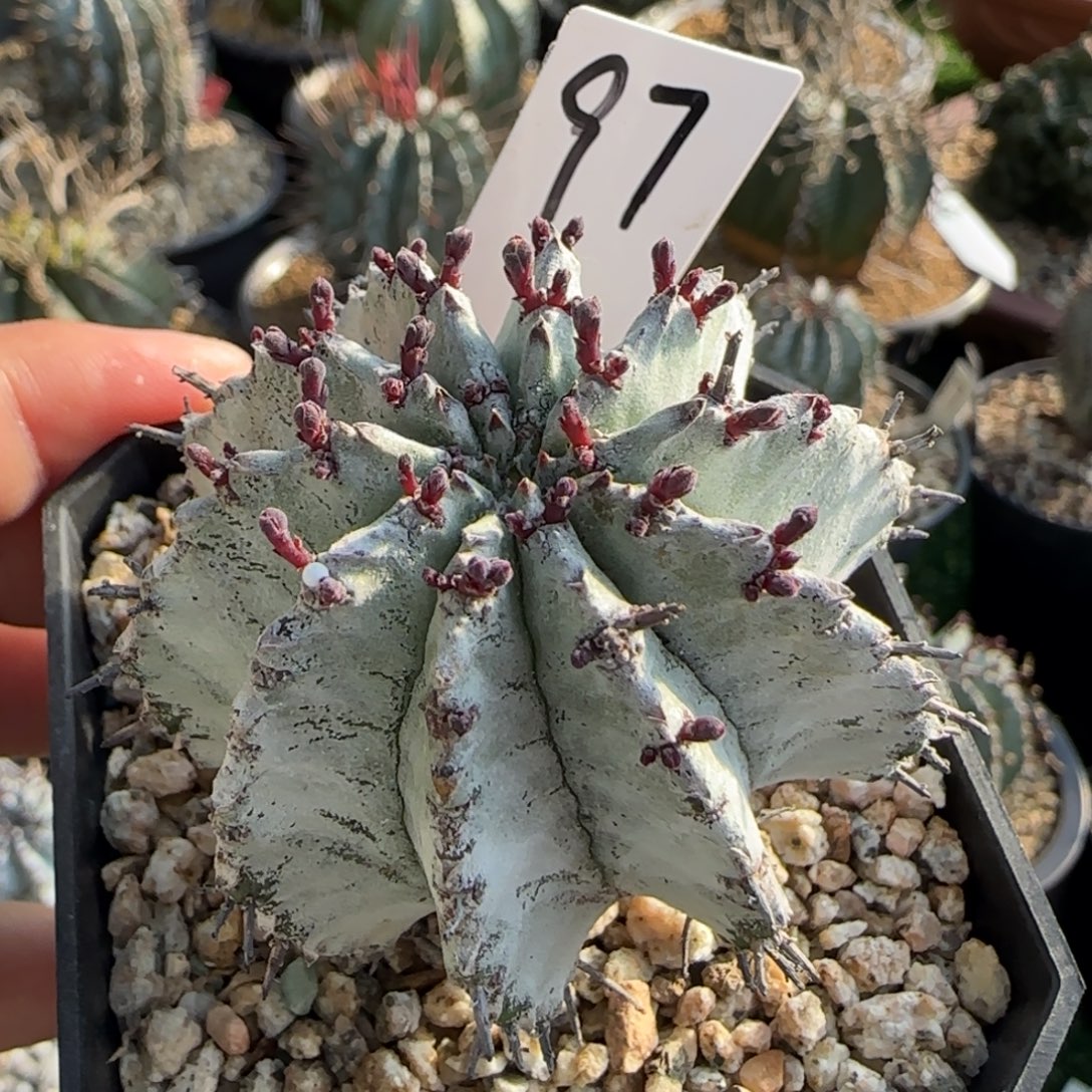 97脱土发 白衣魁伟玉