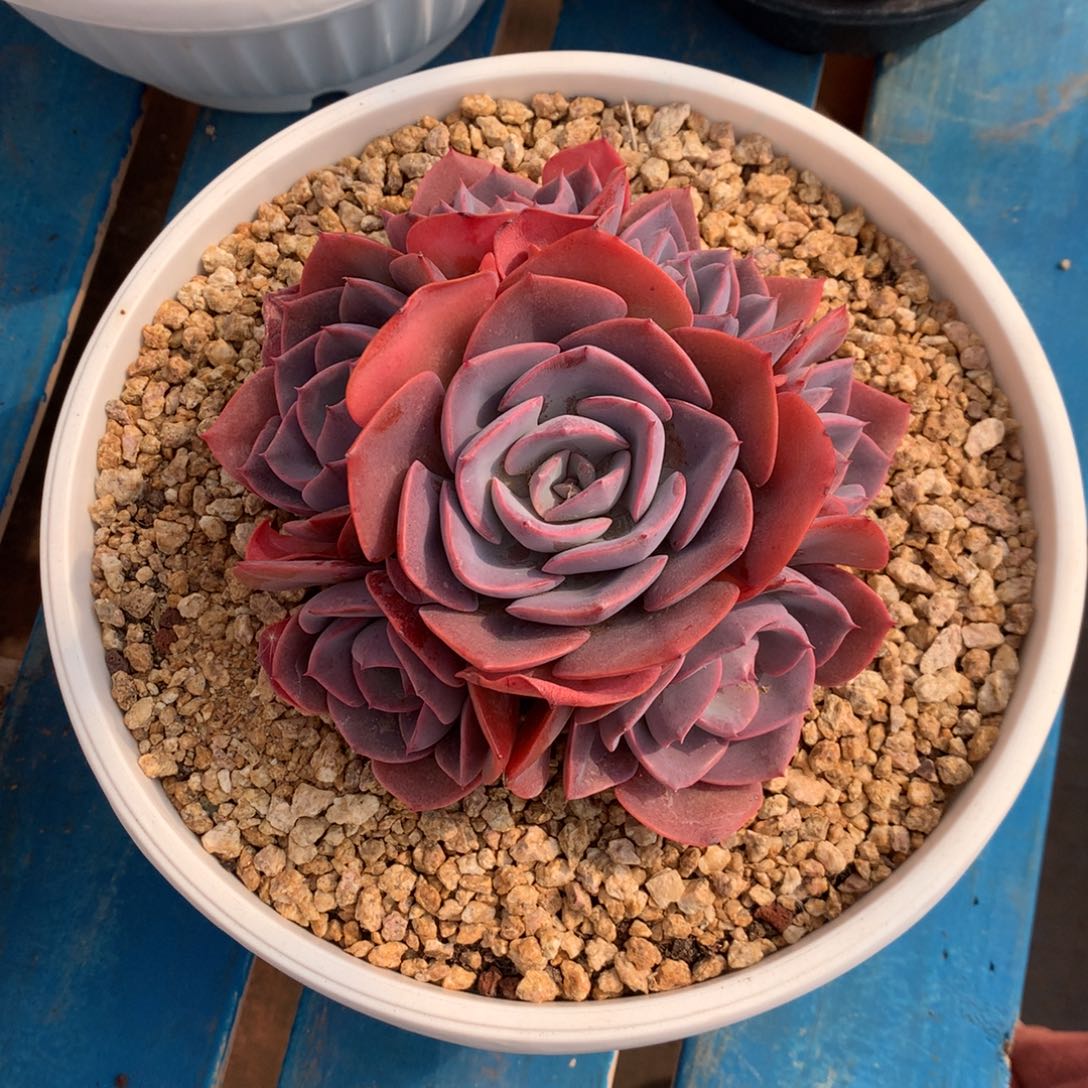 7头尘埃玫瑰无砍