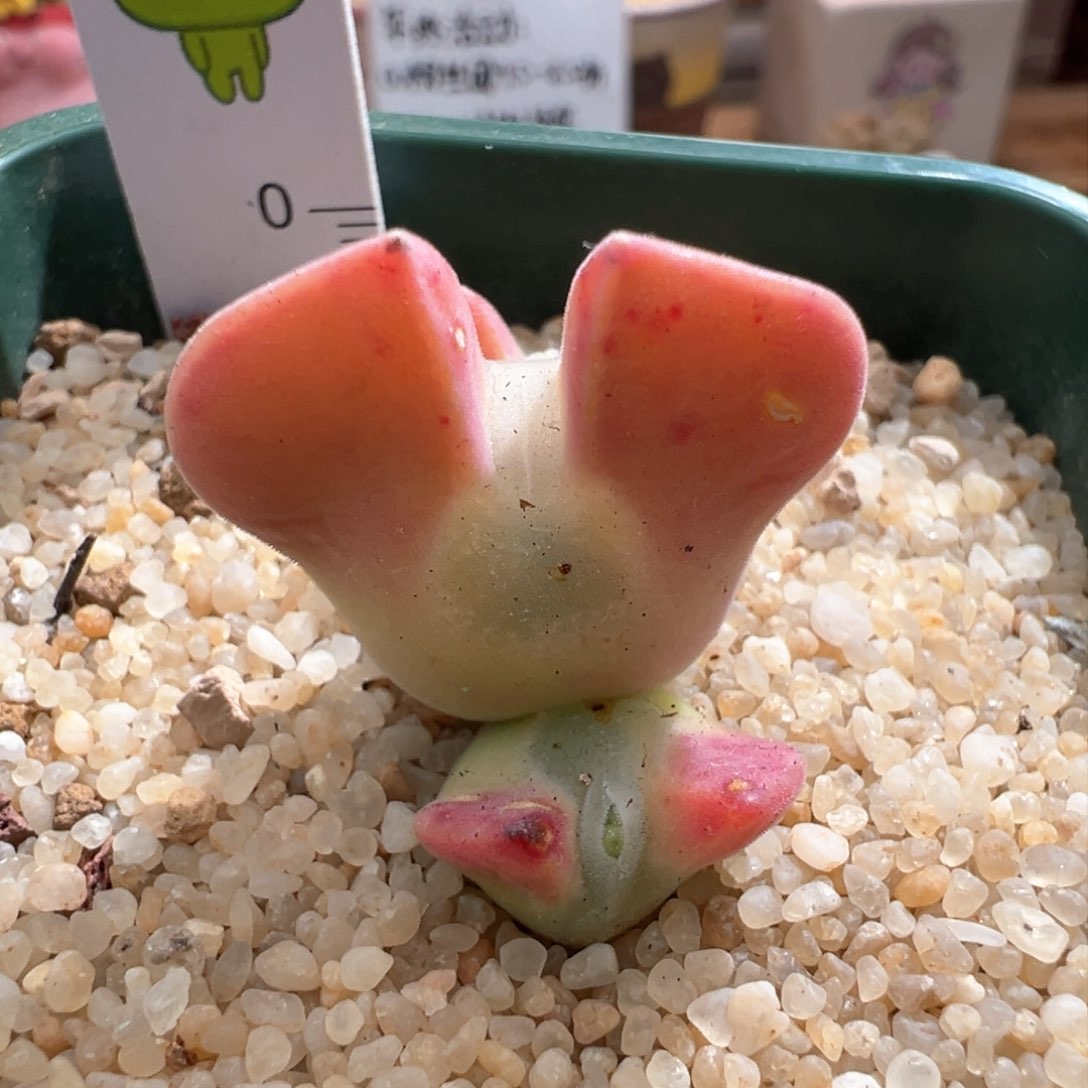 720。青蛙优选小妖姬大眼睛空蝉。三头母本