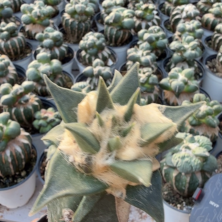 无花朵419细长尤龙牙牡丹东三