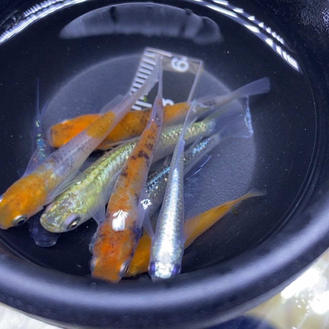 青鳉鱼混搭风格64号