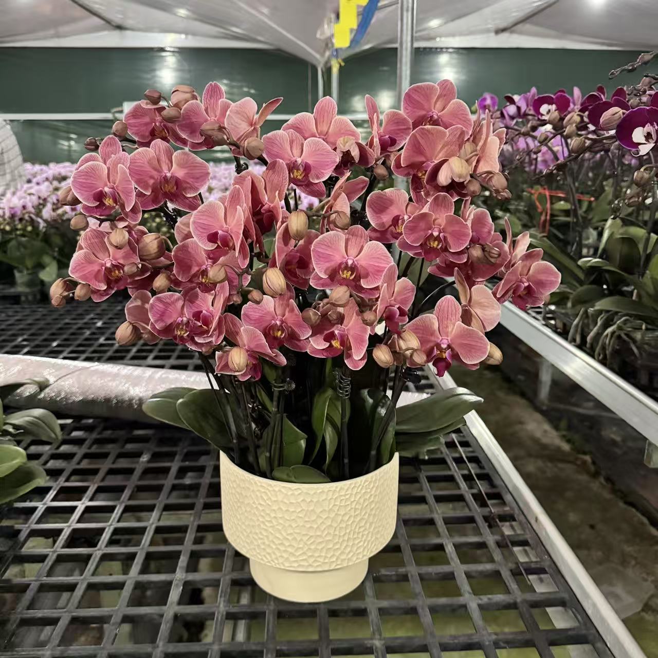 精选蝴蝶兰【纳博纳】欧品安祖复古稀有橙红 室内花卉绿植 基地直发