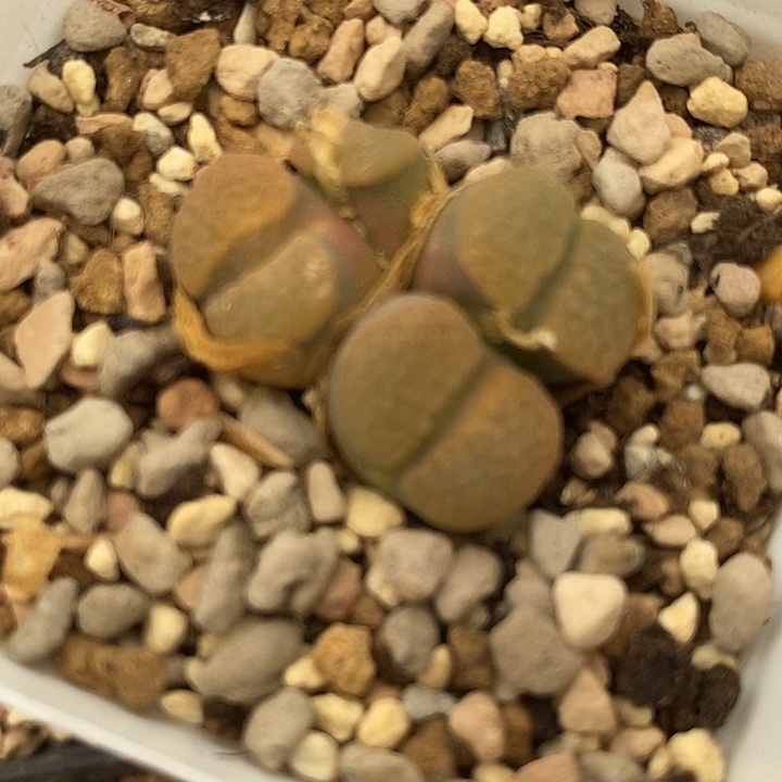 3152母本四头磁铁一颗