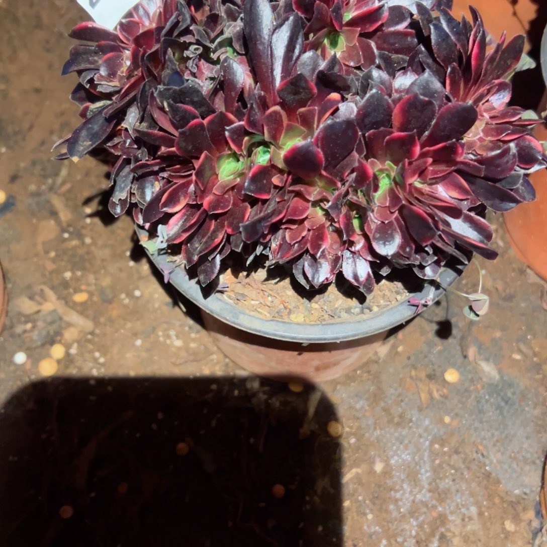 我2369 号多肉植物法师新年福利