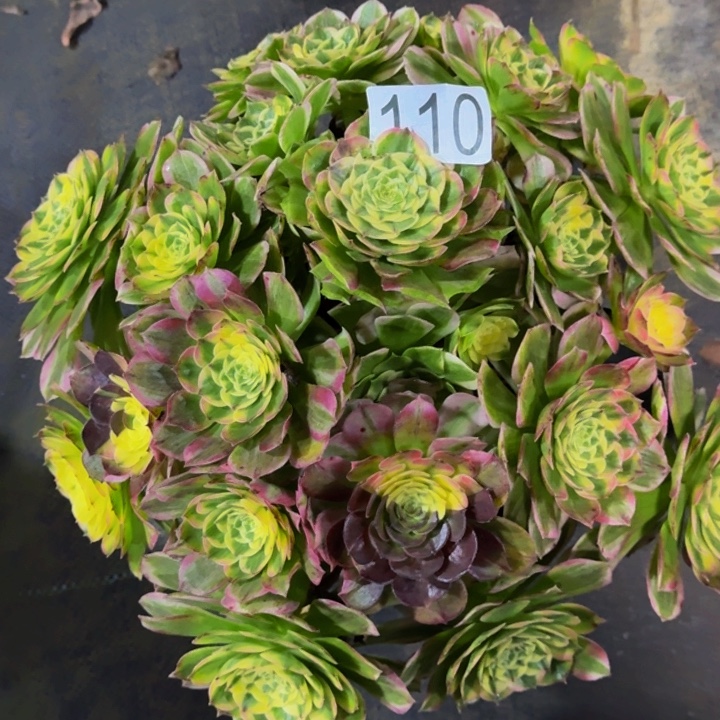 000000000110福利价