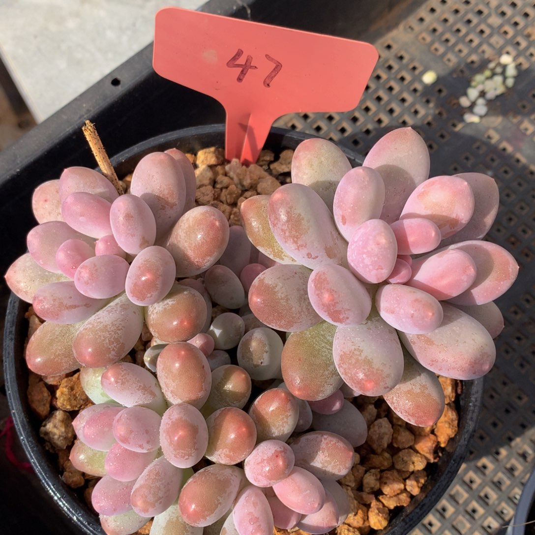 七彩玫瑰727372737373