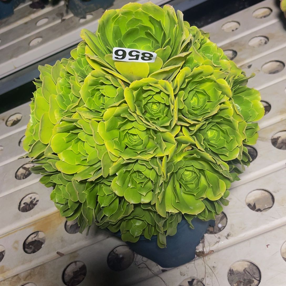 红陶法师法师7–13包邮法师