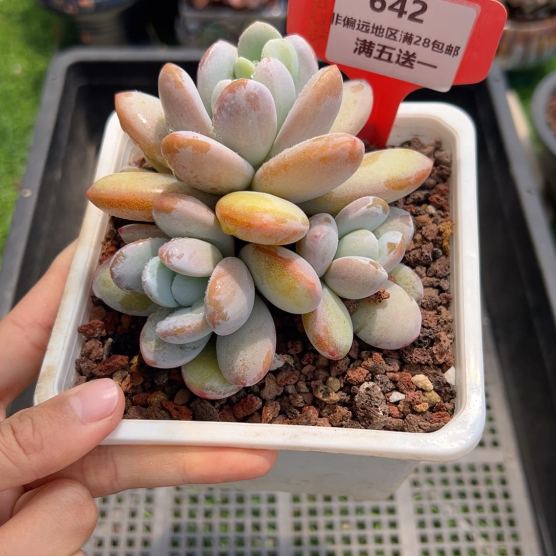 表妹精品精品多肉642.