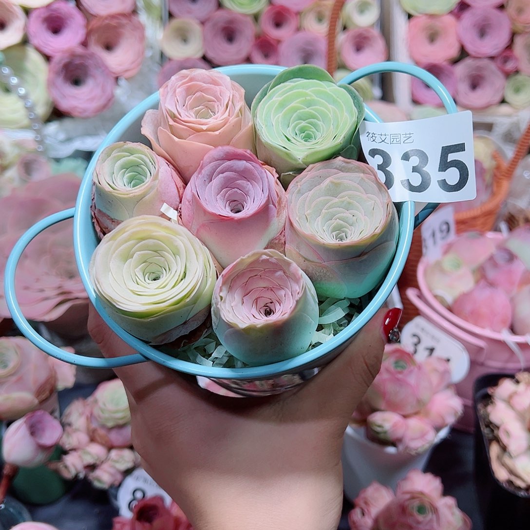 335精选混色玫瑰组合。     