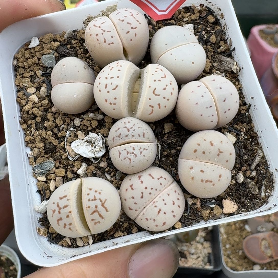 170多肉哈哈哈哈哈哈哈哈