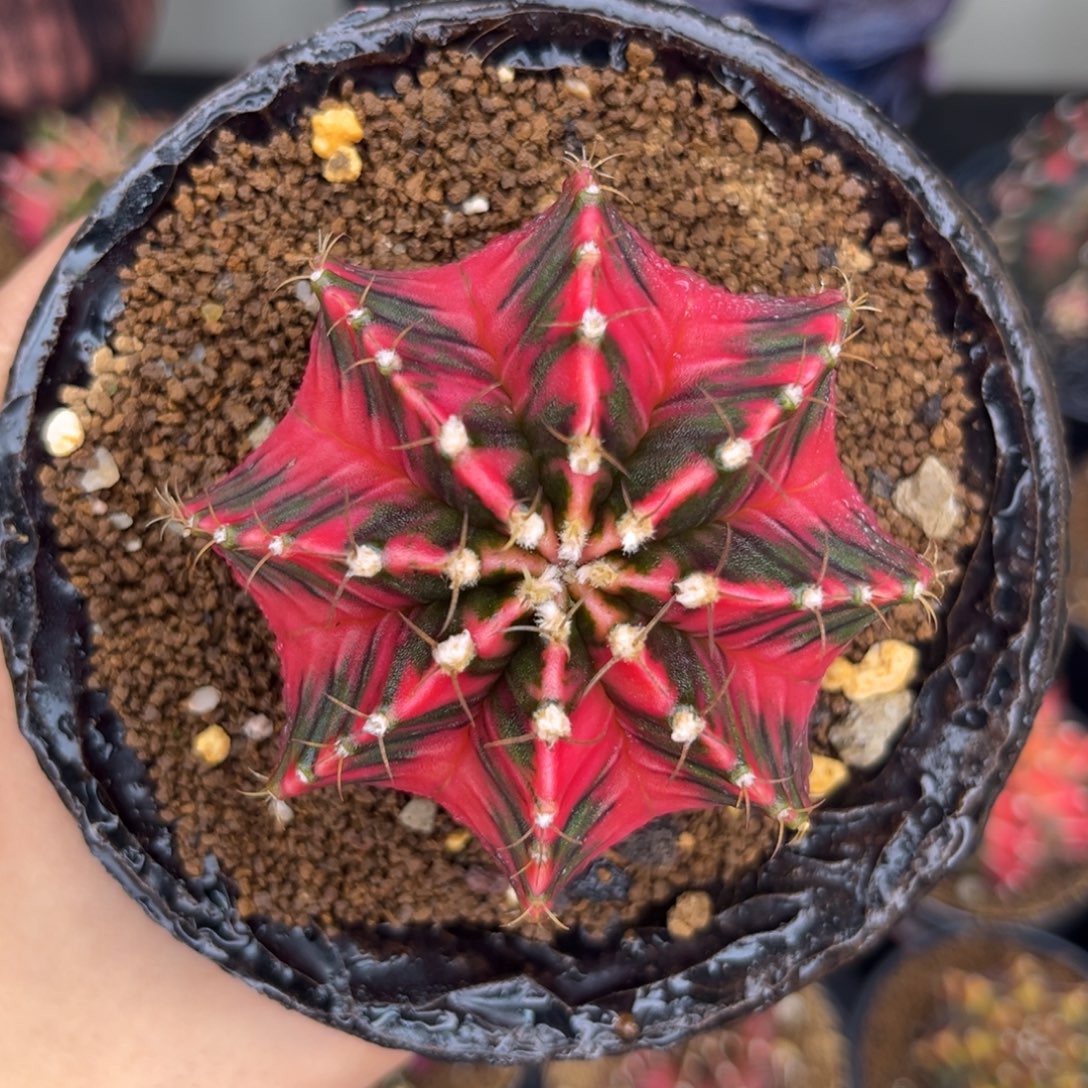 泰系米哈锦 带盆土发货