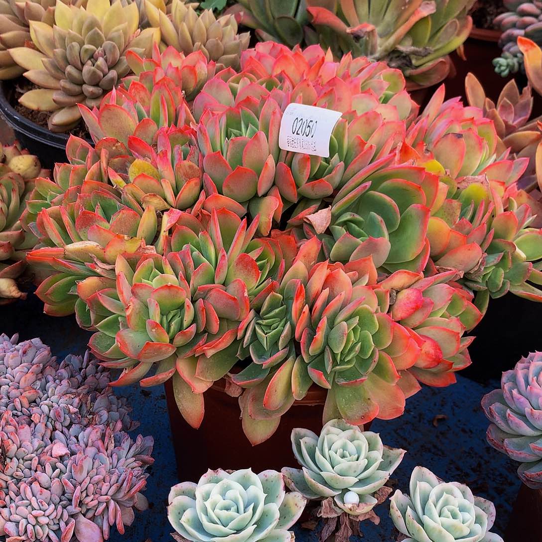 百***果绮罗02050吨肉多肉