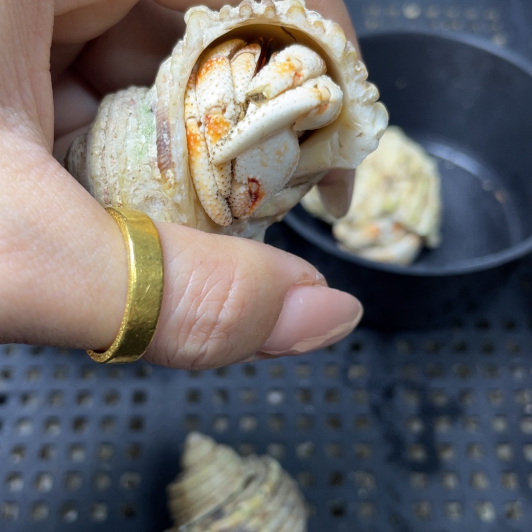 特价 竹节毛球2.2口磨尖