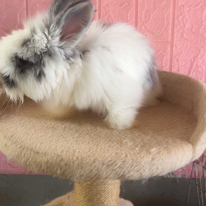 安哥拉兔碎班安哥拉免弟弟