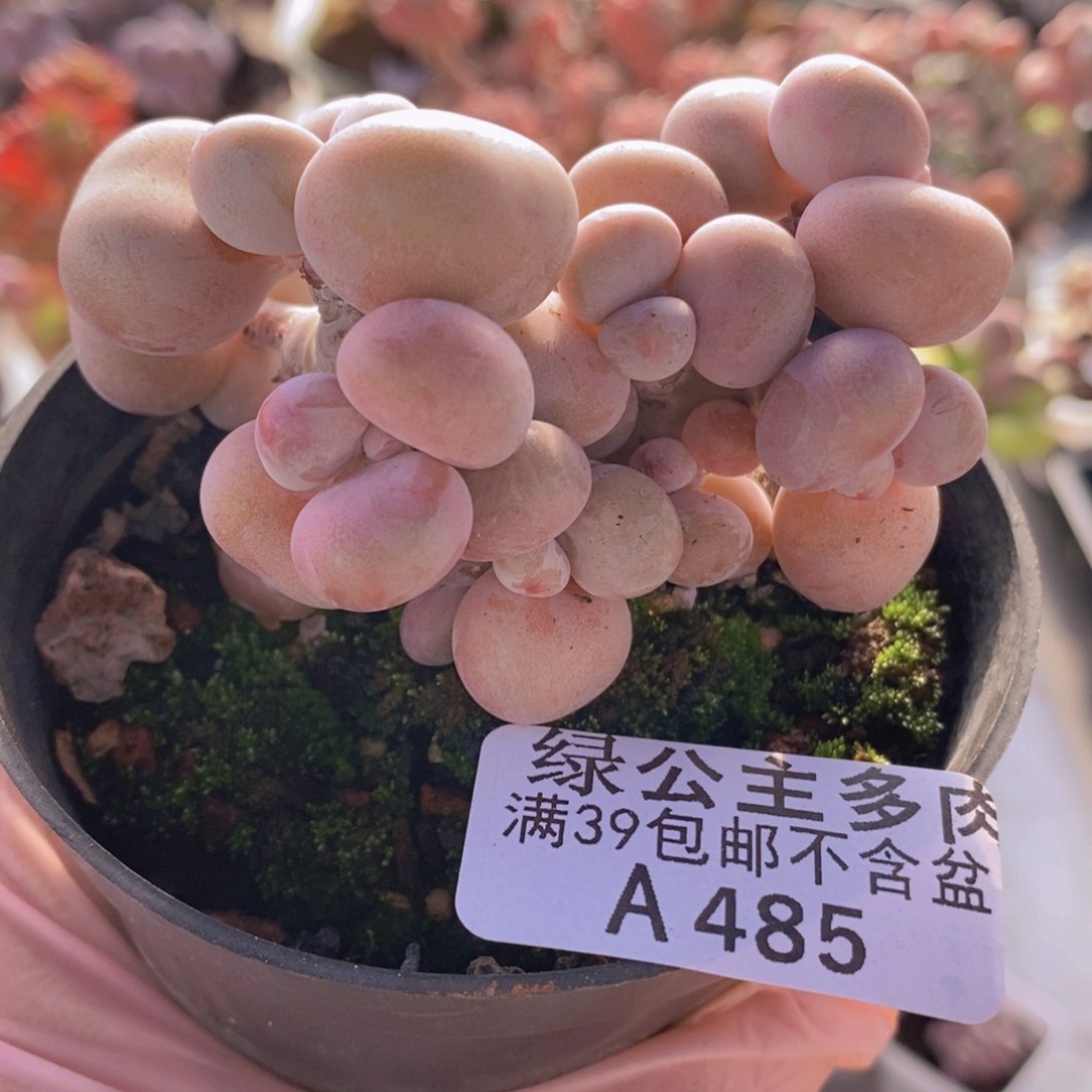 腰子桃蛋7cm485多肉植物