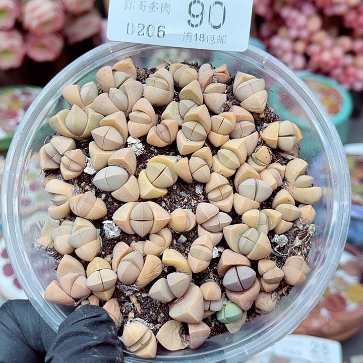 生石花满18包邮6-90