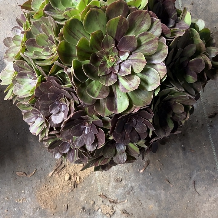 多肉植物花月夜锦……