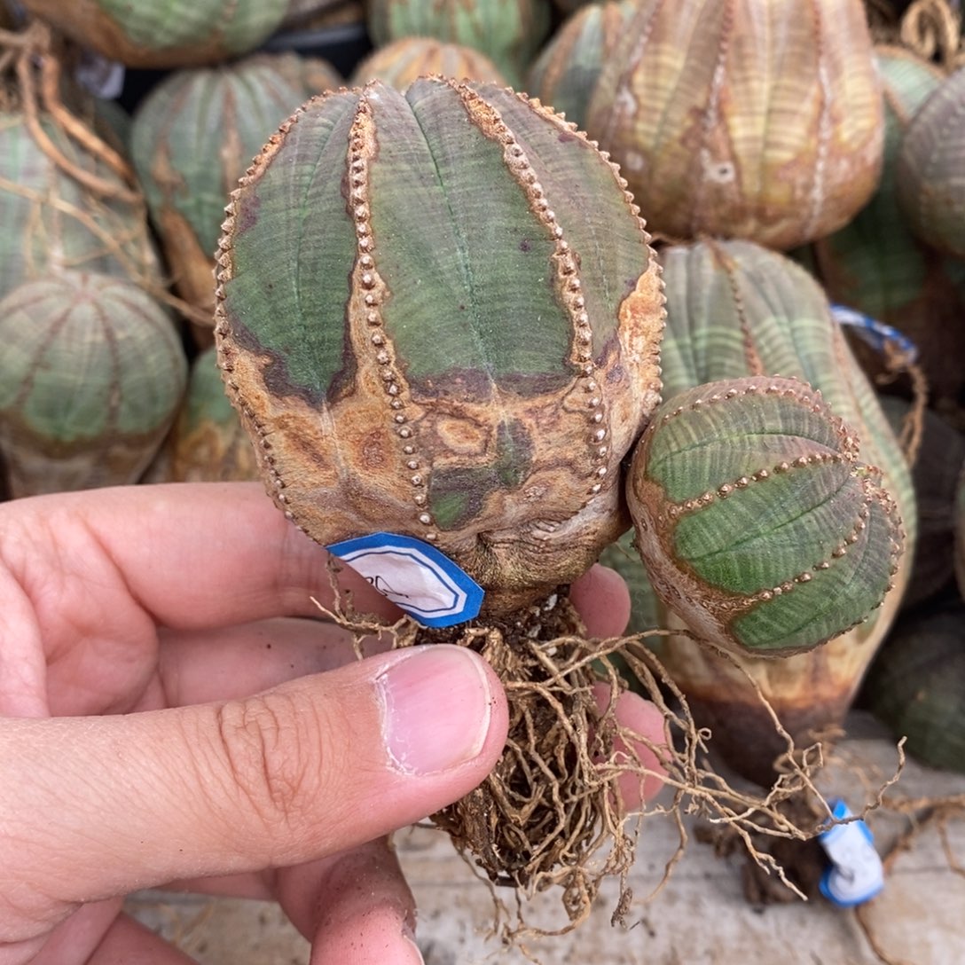 2双头欧系实生布纹球多肉植物