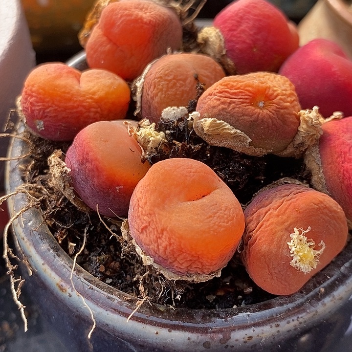 5年水蜜桃有瑕疵一颗 