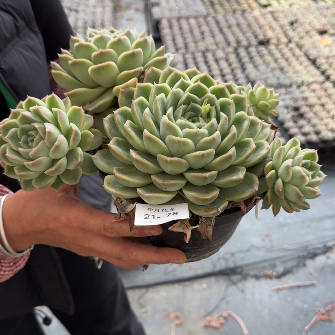 多肉杂交一物一拍21-78