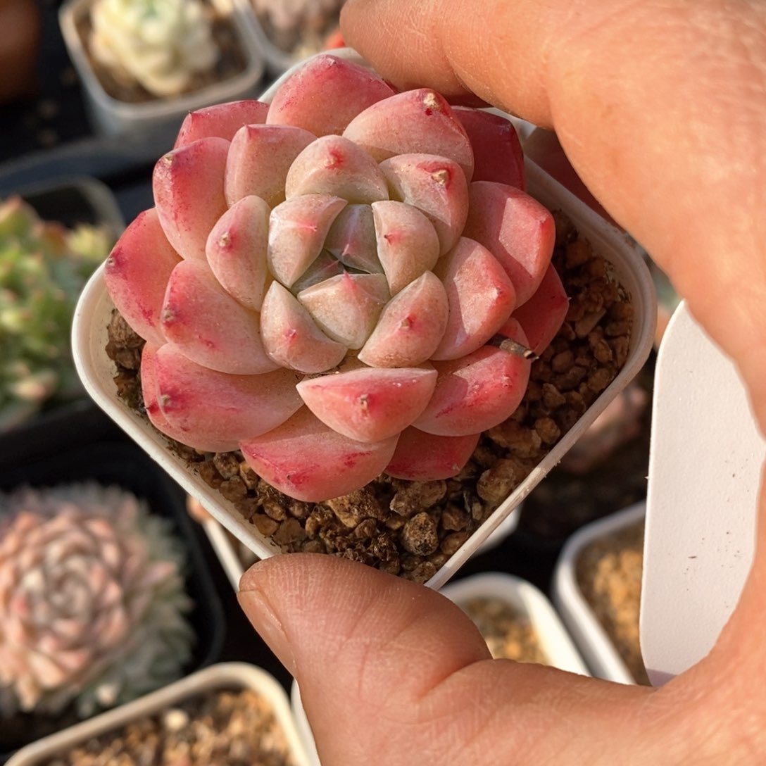 精品多肉一物柏不包整221