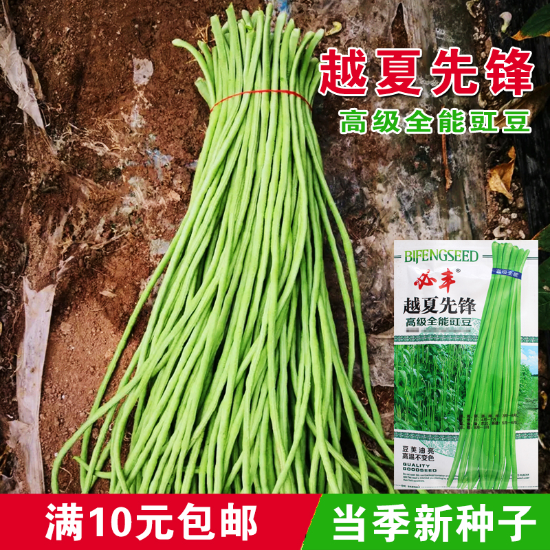必丰越夏先锋 豇豆种子 长豆角种子浅绿色耐高温四季播蔬菜种子