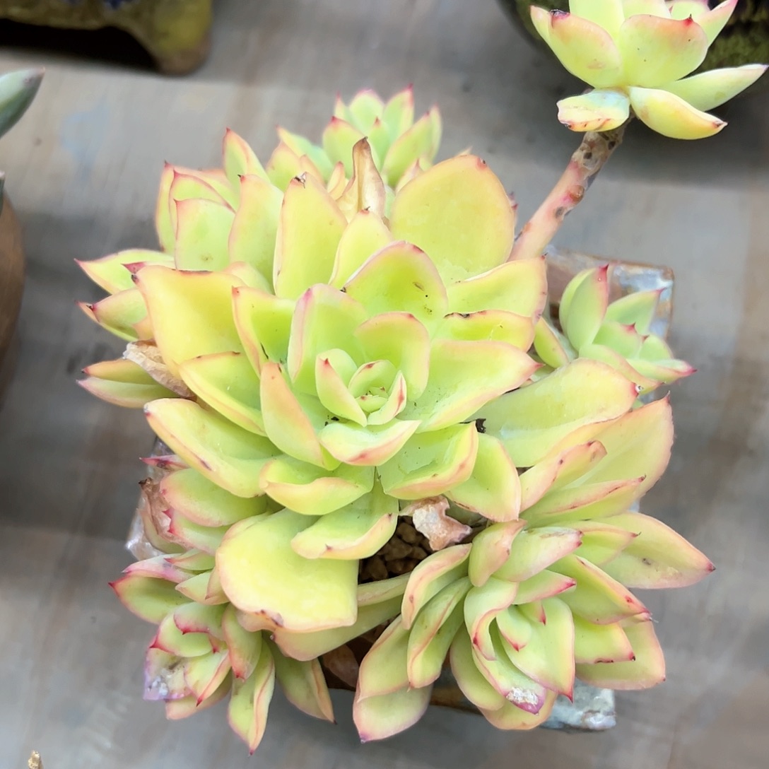 花蝴蝶28 零零多肉植物